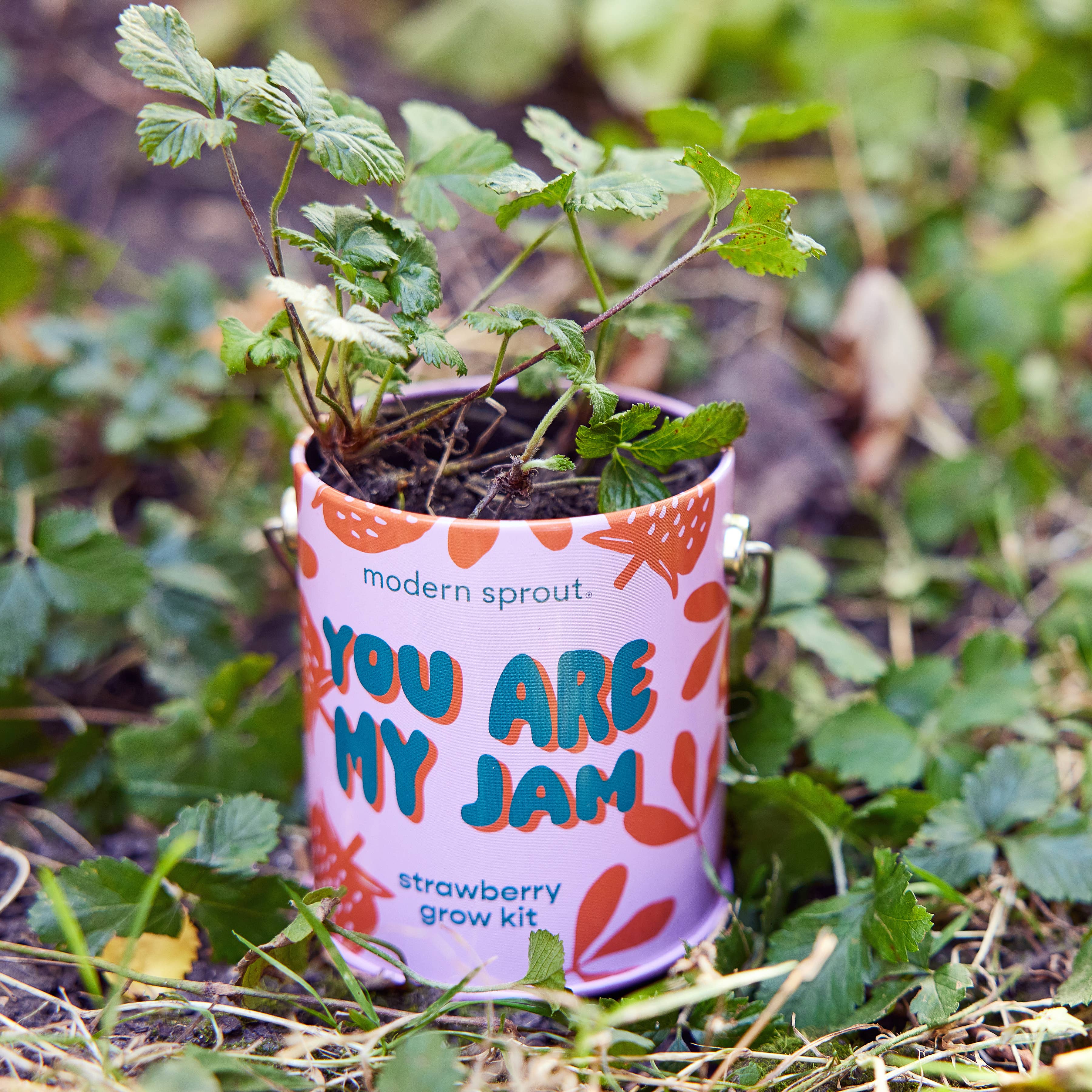 Modern Sprout Grow Kit Planters - You are My Jam Strawberry
