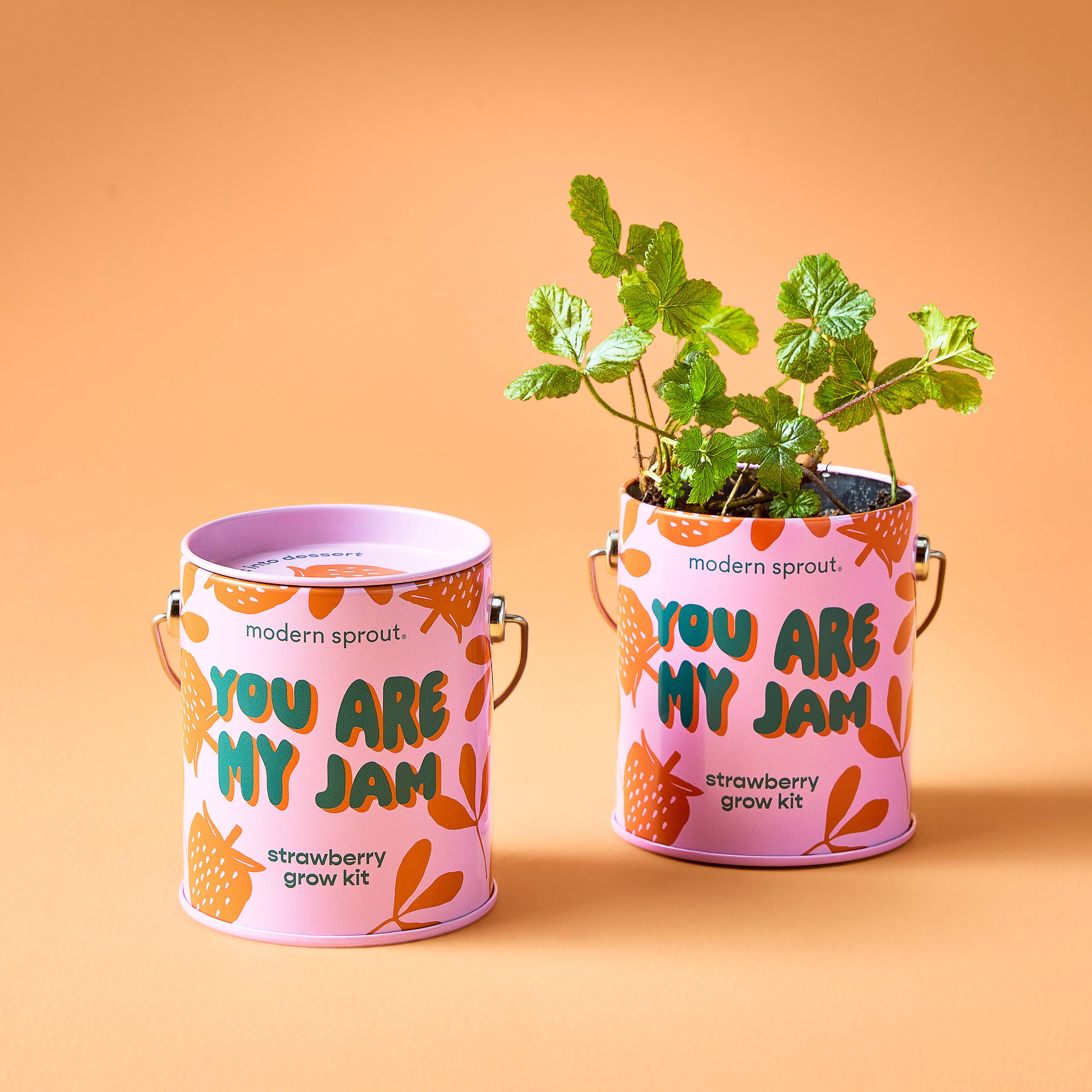 Modern Sprout Grow Kit Planters - You are My Jam Strawberry