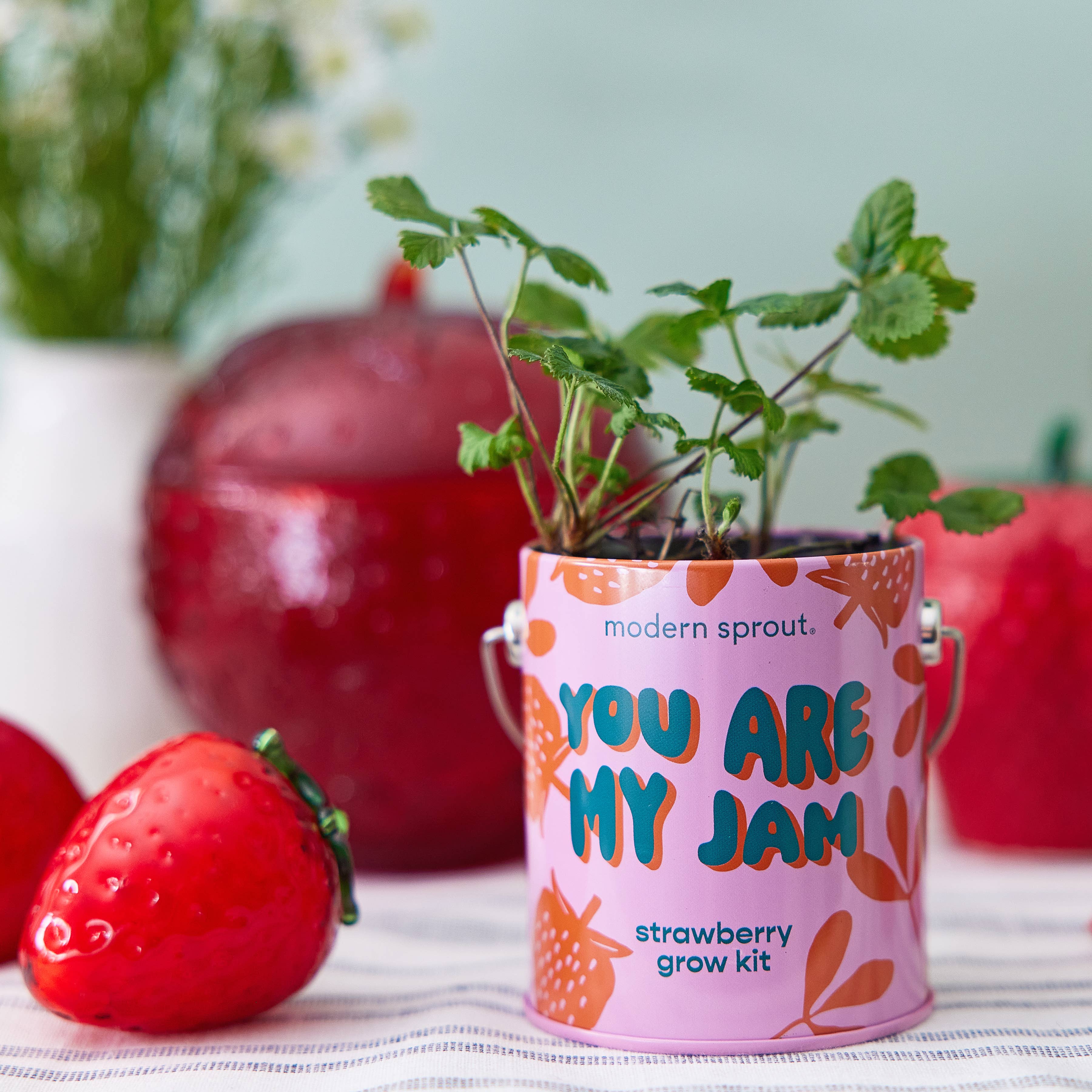Modern Sprout Grow Kit Planters - You are My Jam Strawberry
