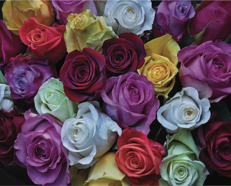 roses1
