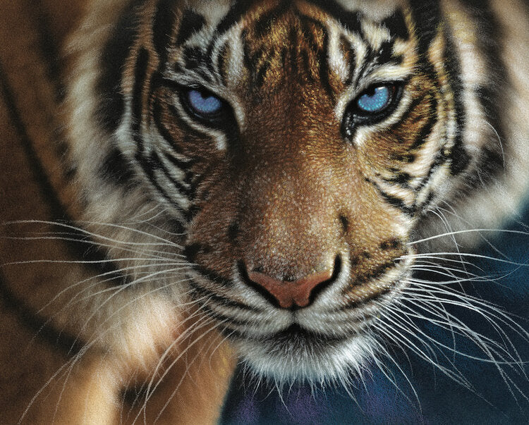 tiger